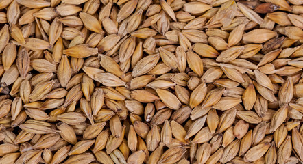 Barley beans. Grains of malt close-up. Barley on sacking background. Food and agriculture concept. Hops. 