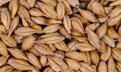 Barley beans. Grains of malt close-up. Barley on sacking background. Food and agriculture concept. Hops. 