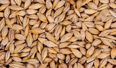 Barley beans. Grains of malt close-up. Barley on sacking background. Food and agriculture concept. Hops. 
