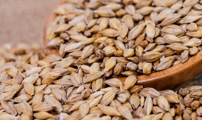 Barley beans. Grains of malt close-up. Barley on sacking background. Food and agriculture concept. Hops. 