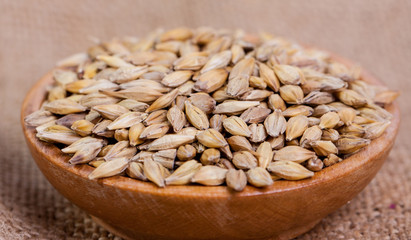 Barley beans. Grains of malt close-up. Barley on sacking background. Food and agriculture concept. Hops. 
