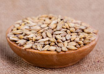 Barley beans. Grains of malt close-up. Barley on sacking background. Food and agriculture concept. Hops. 