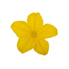 yellow flower of cucumber isolated on white background