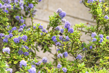 Obraz premium California lilac - tree with blue flowers with bee