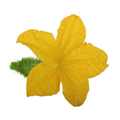 yellow flower of cucumber isolated on white background