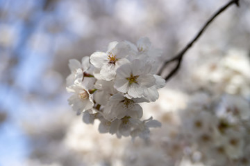 満開の桜イメージ