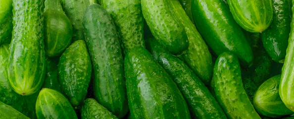 heap of cucumbers background banner