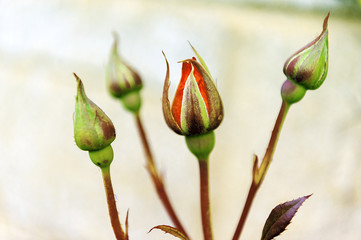 Red baccara - rose - garden plant