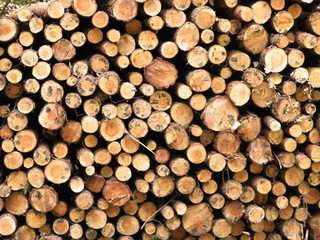 Wood beams as nature background.