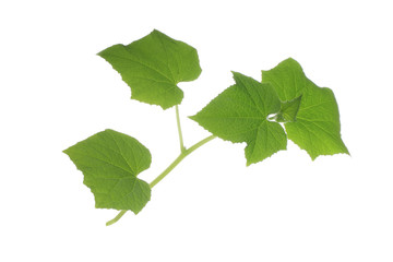 brunch of cucumber with leaves  isolated on white