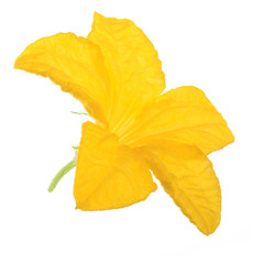 yellow flower of cucumber isolated on white background