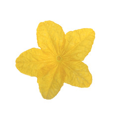 yellow flower of cucumber isolated on white background