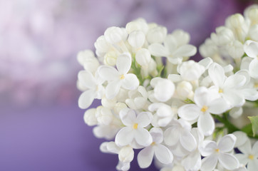 Lilac flowers. Purple and white spring flowers . Beautiful floral background.