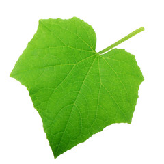 green fresh leaf of cucumber isolated