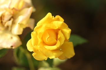 yellow rose with water drops of morning dew