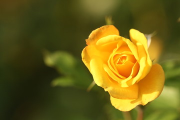 yellow rose with water drops of dew