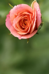pink rose in the garden