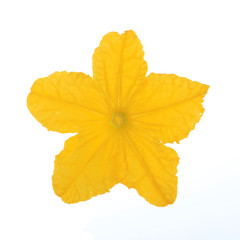 yellow flower of cucumber isolated on white background
