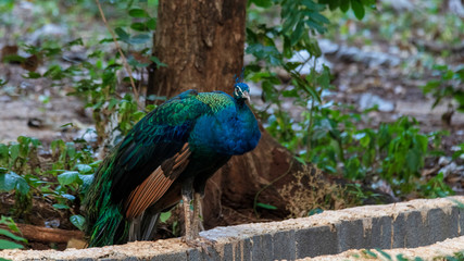 Obraz premium portrait of a peacock