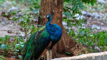 Pavo cristatus