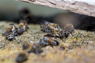 Bees In Beehive