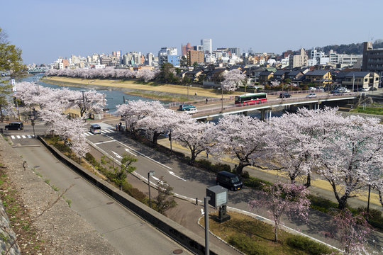 金沢・犀川のお花見