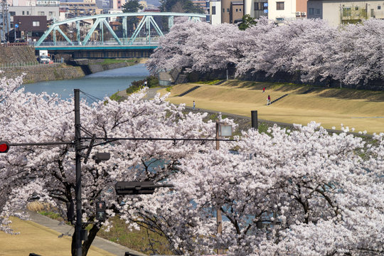 金沢・犀川のお花見