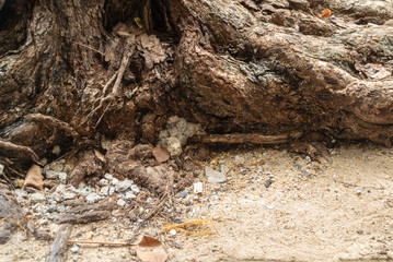 texture of bark of tree