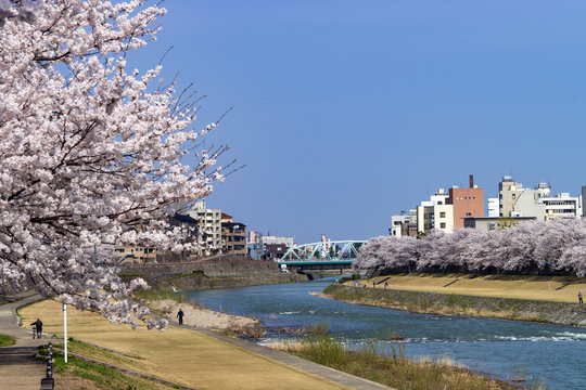 金沢・犀川のお花見