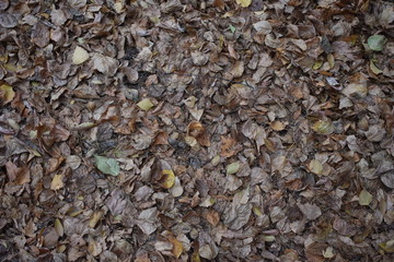bronze leaf fall