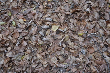 bronze leaf fall