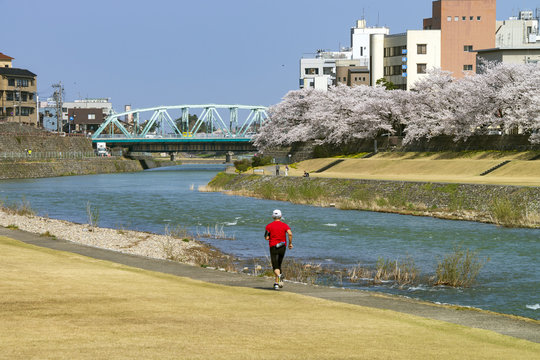 金沢・犀川のお花見