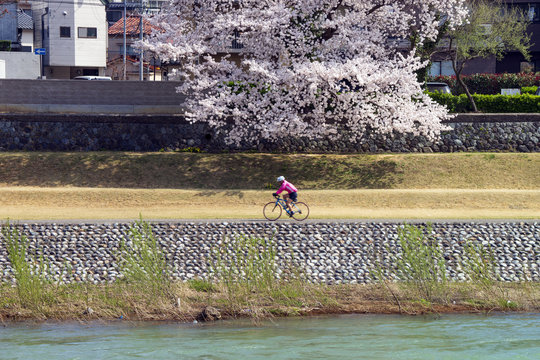 金沢・犀川のお花見