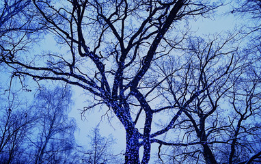 beautiful autumn or winter festive season. Big tree in garlands against night sky natural abstract background. atmosphere mystery image. copy space