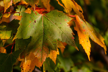 autumn leaves