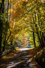 Fototapeta na wymiar Spaziergang im Herbstwald