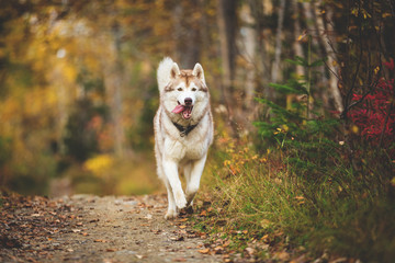 Portrait of funny and happy dog breed Siberian husky running on the path in the bright golden autumn forest