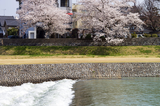 金沢・犀川のお花見