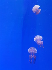 blue jellyfish in water