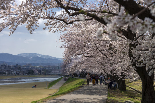 金沢・犀川のお花見