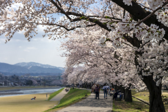 金沢・犀川のお花見