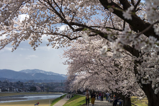 金沢・犀川のお花見