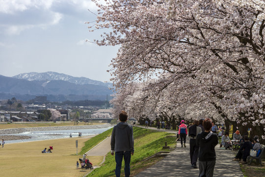 金沢・犀川のお花見
