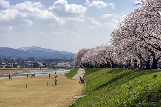 金沢・犀川のお花見