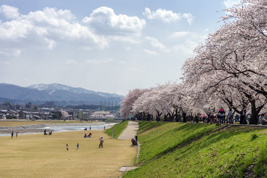 金沢・犀川のお花見