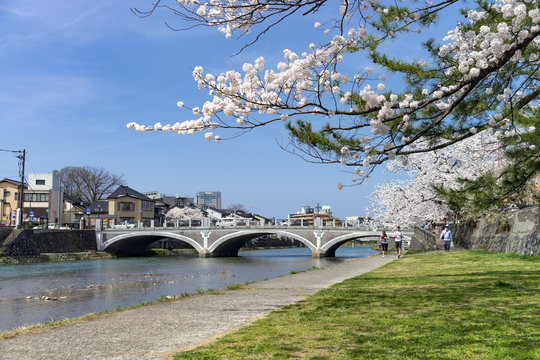 お花見・金沢浅野川大橋周辺