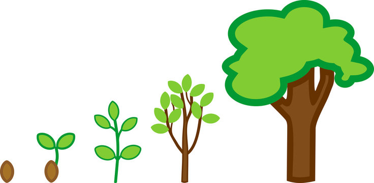 Plant growth stage from seed to adult tree with green crown