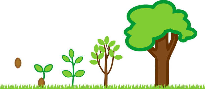Plant growth stage from seed to adult tree with green crown