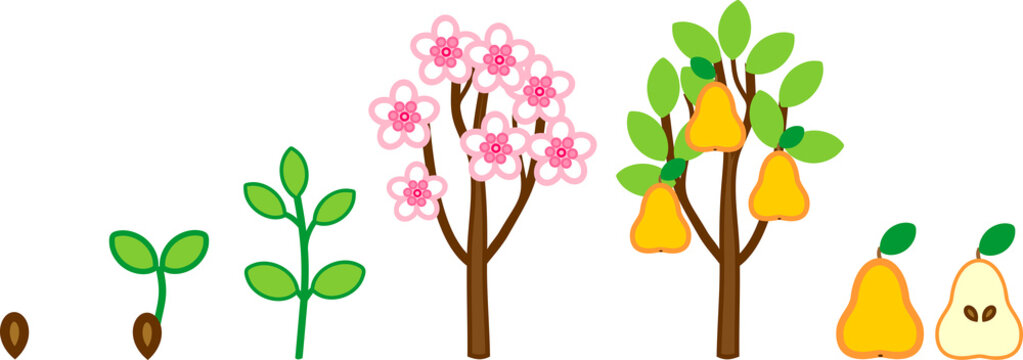 Life cycle of pear tree. Plant growth stage from seed to tree with fruits
