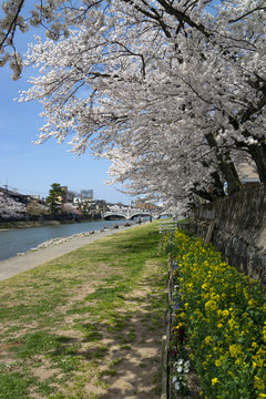 お花見・金沢浅野川大橋周辺